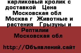 карликовый кролик с доставкой › Цена ­ 500 - Московская обл., Москва г. Животные и растения » Грызуны и Рептилии   . Московская обл.